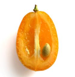 latest brand revolution - the Kumquat - has fewer pips than an Apple