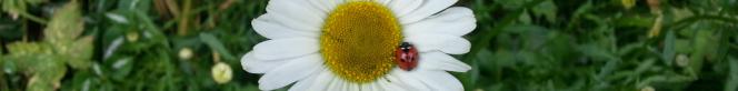 daisy with ladybird
