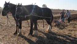 horse plough - the way it used to be