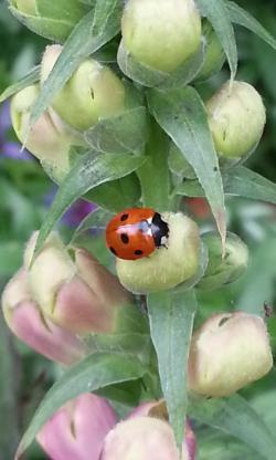 ladybird near to a spider