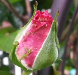 red rose with aphids