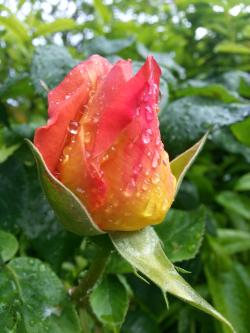 wet rose