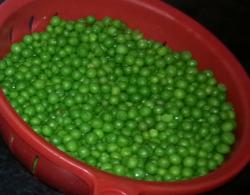 peas peas glorious peas - click to see more peas :)