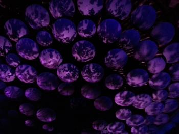 Sound dampening balls at the Albert Hall