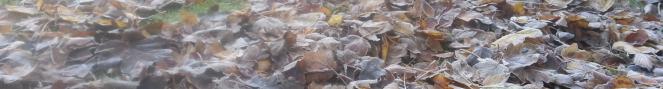 frosty leaves still litter the ground