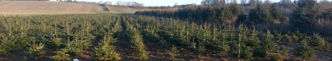 a field of 4 year old Christmas trees