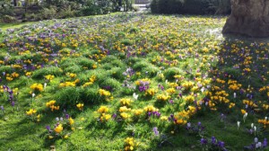 croci
