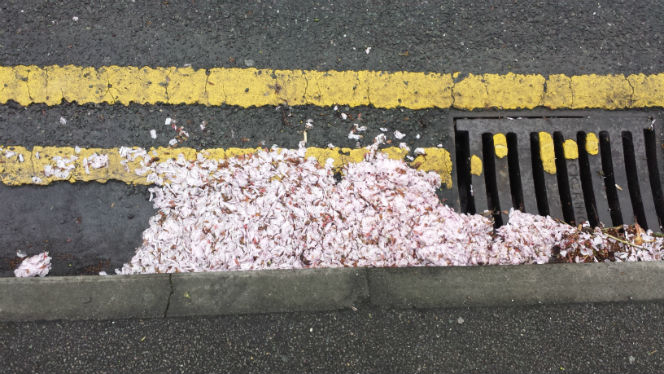 petals in the road