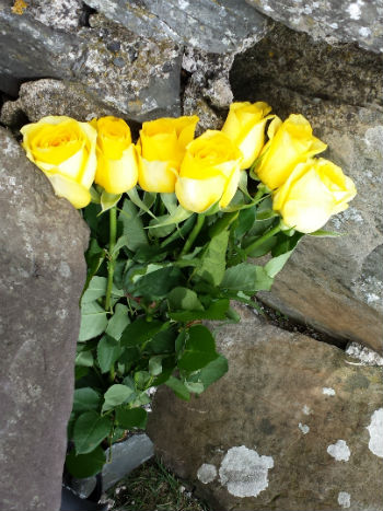 yellow roses at the top of peel hill
