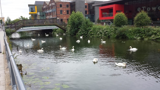 swans outside Lincoln Uni students union