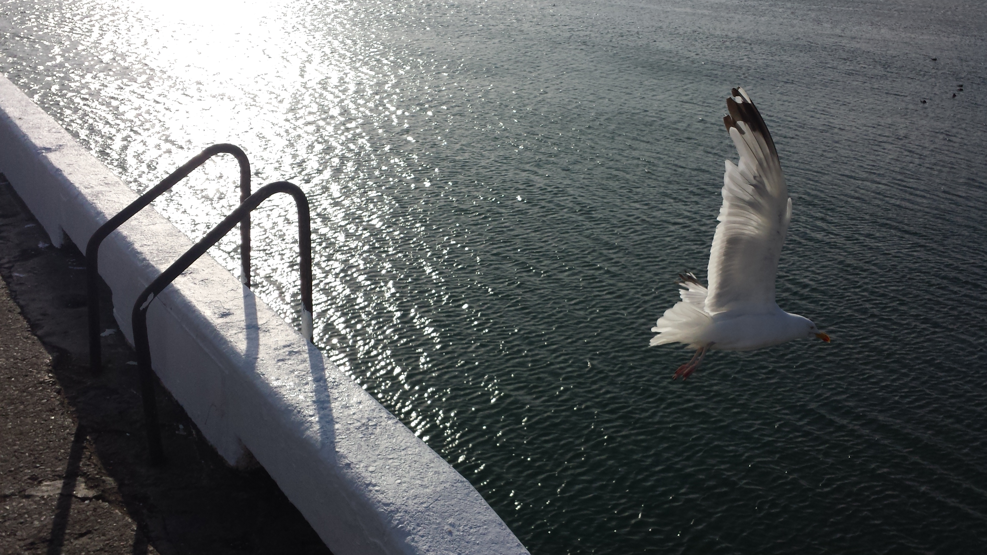 gull at Peel