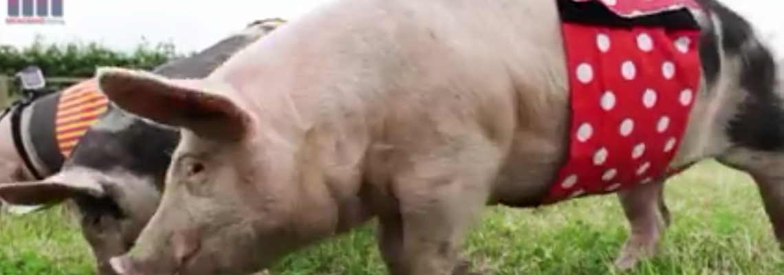 fastest broadband pig race