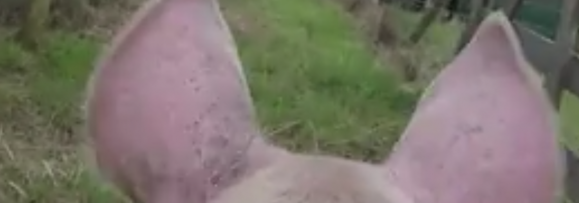 gopro pigs