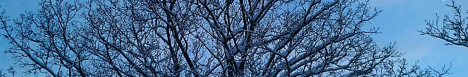 tree skeletons in the winter snow
