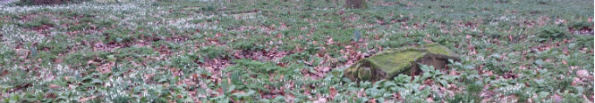 snowdrops in graveyard