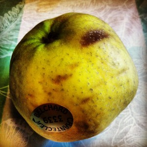 Rotting Apple