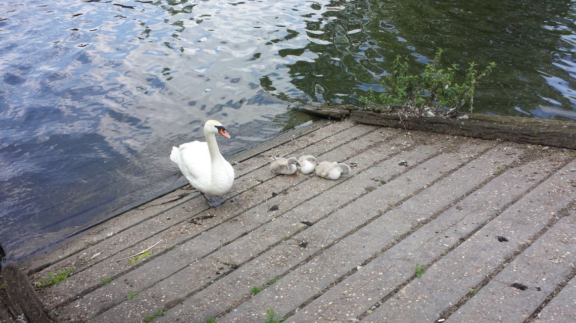 signets at Lincoln's Brayford Pool