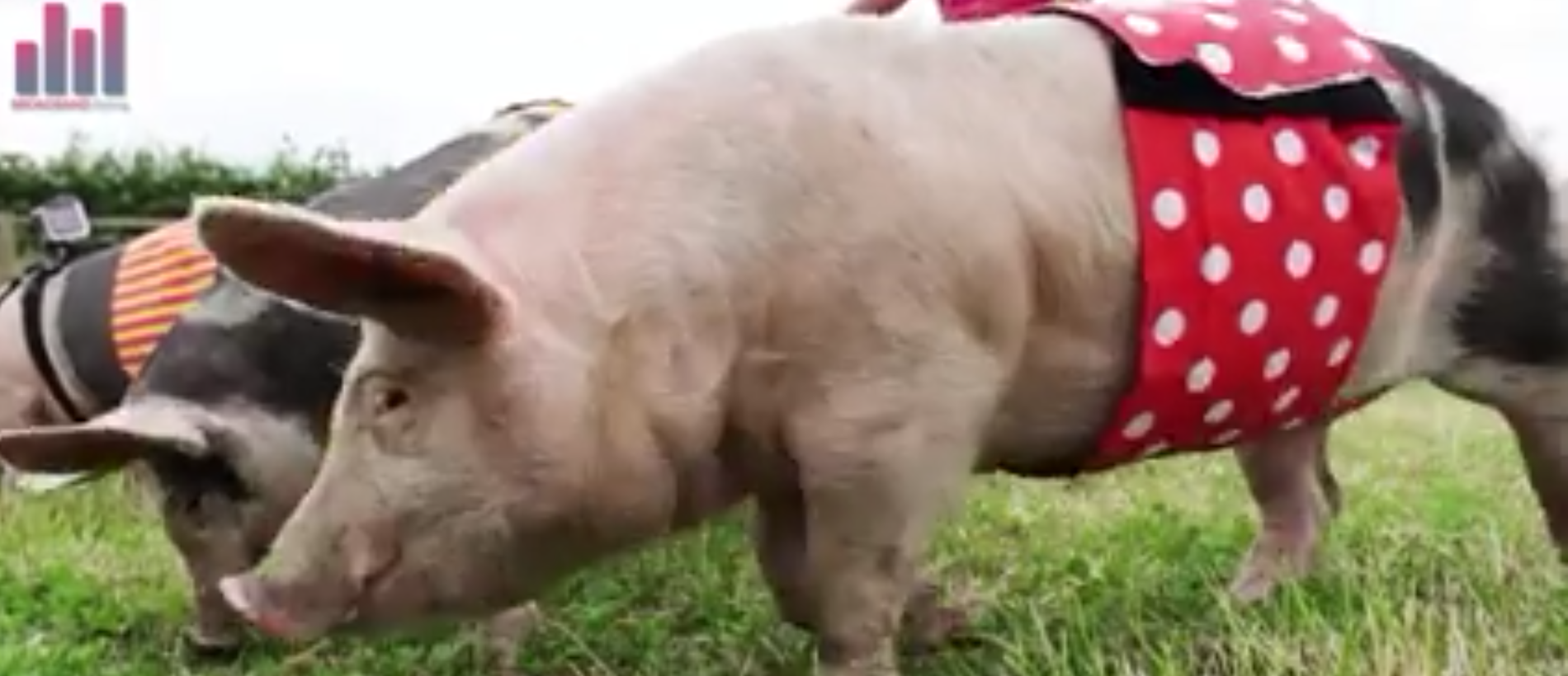 fastest broadband pig race