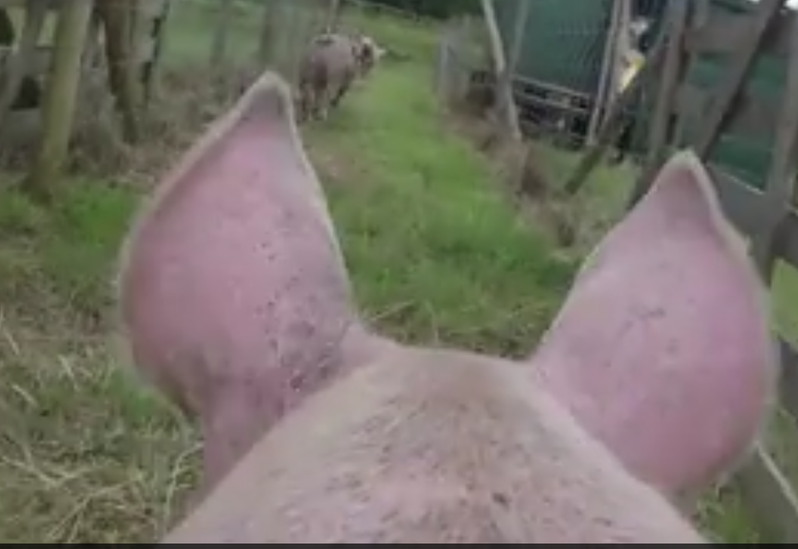 gopro pigs